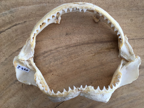 large bull shark jaw for sale