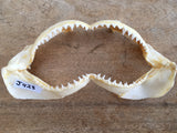 real bull shark jaws for sale great white shark jaws