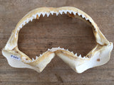 shark jaws for sale bull shark jaws great white shark jaws for sale