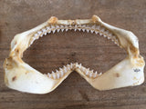 shark jaws for sale australia