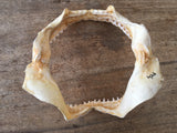 shark jaws for sale near me