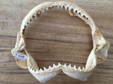 great white shark jaws for sale australia