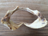 bull shark jaws for sale