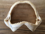  Spinner shark jaws  for sale Australia Oceanicshark
