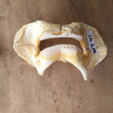 shark jaws for sale nz