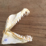 Mako Shark Isurus oxyrinchus shark jaws for sale Australian Souvenir WJ-51