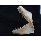 Mako Shark jaws for sale Isurus oxyrinchus jaw for sale #406