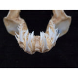 Mako Shark jaws for sale Isurus oxyrinchus jaw for sale #406