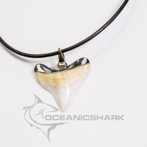 bull great white shark tooth in silver on black leather cord
