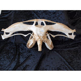 great white shark jaws for sale