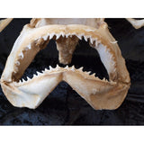 bull shark jaws for sale hammerdead shark jaws