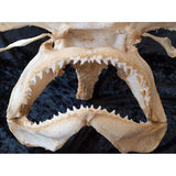 SMOOTH HAMMERHEAD SHARK JAWS for sale Sphyrna zygaena