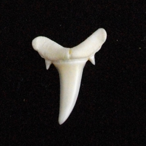 Baby Tiger Shark Tooth