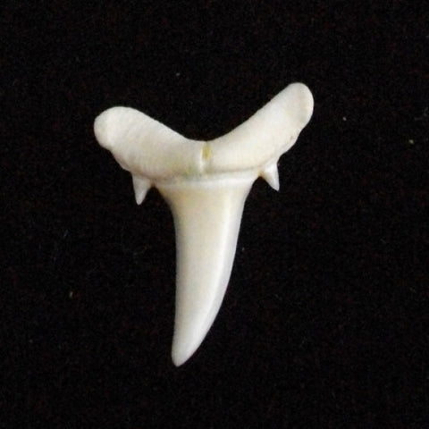Sand Tiger Shark Tooth for sale Carcharias taurus  gen