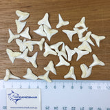 Shark teeth for sale australia