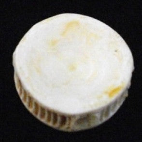 real shark bone spine vertebra for sale australia