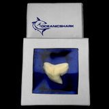 real tiger shark tooth for sale australia shark present ideas shark gift ideas