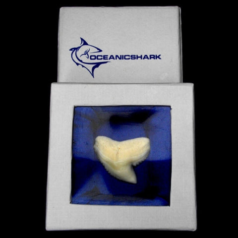Gift Boxed Tiger Shark Tooth Galeocerdo Cuvier lt-2 generic