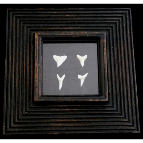 shark present shark teeth display Bull shark teeth Mako shark teeth Oceanicshark