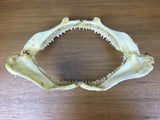 Blacktip shark jaws for sale oceanicshark