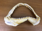 Shark jaws for sale Australia 