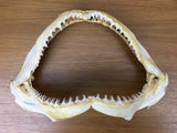 Blacktip shark jaws for sale Australia Oceanicshark shark jaws decor