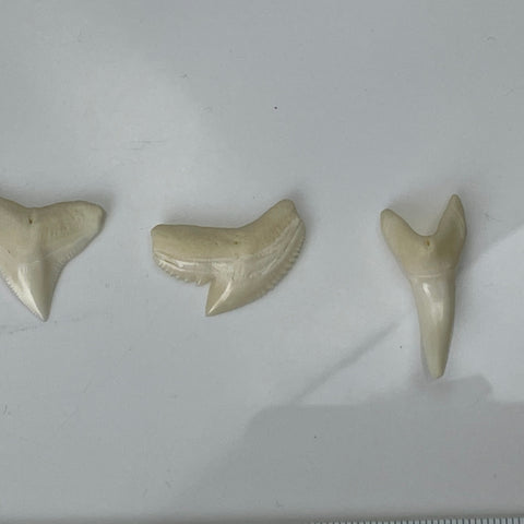 Bull  Tiger Mako Shark Teeth
