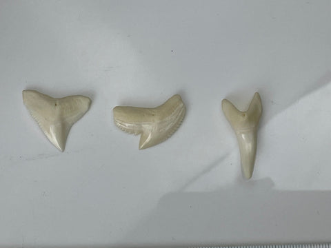 Bull  Tiger Mako Shark Teeth
