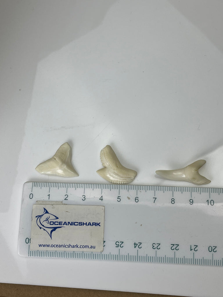 Bull Tiger Mako Shark Teeth – Oceanicshark