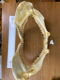 Blacktip shark jaws for sale  Carcharhinus limbatus #336