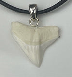 real shark tooth necklace Bull shark Great white shark