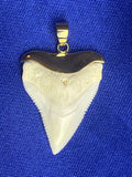 shark tooth necklace gold real shark tooth necklace australia