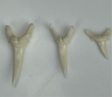 Sand tiger shark tooth for sale