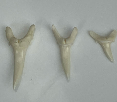 Shark Teeth For Sale – Oceanicshark