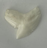Tiger Shark Tooth ichthyology loose pic15