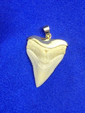 great white shark tooth necklace for sale