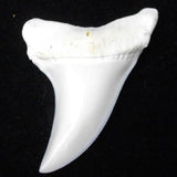 Mako shark teeth for sale