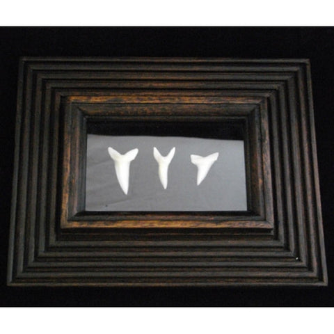 real Mako shark teeth display