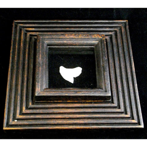 Tiger shark tooth display