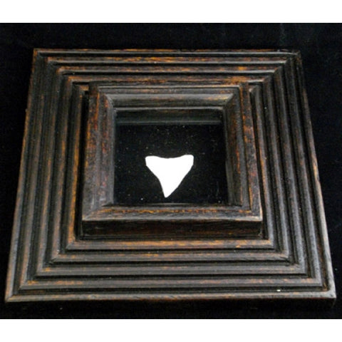bull shark tooth display