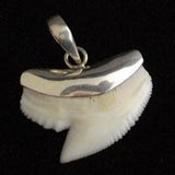 oceanicshark shark tooth necklace Australia