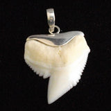 shark tooth necklace brisbane