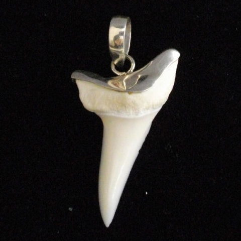 Mako shark tooth silver tritemetric test pic4